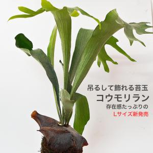 コウモリラン 苔玉 ビカクシダ レア ビザール...の詳細画像2