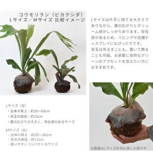 コウモリラン 苔玉 ビカクシダ レア ビザール...の詳細画像3