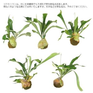 コウモリラン 苔玉 ビカクシダ レア ビザール...の詳細画像4