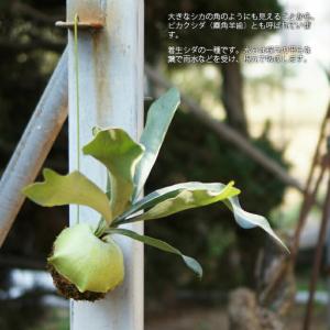 コウモリラン 苔玉 ビカクシダ レア ビザール...の詳細画像5
