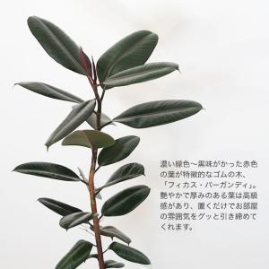 【送料無料】観葉植物 フィカス バーガンディ ...の詳細画像1