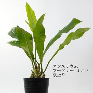 アンスリウム ハイドロカルチャー 花 ガーデニング の商品一覧 通販 Yahoo ショッピング