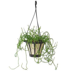 観葉植物：リプサリス ラムローサ*7号吊り鉢 : 遊恵盆栽 Yahoo!店