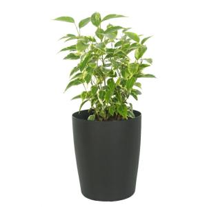 ディフェンバキア ホワイトエトナ 3.5寸 レア 観葉植物 土植え