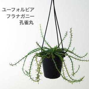 ユーフォルビア フラナガニー 3.5寸 レア 観...の商品画像