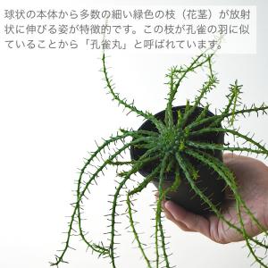 ユーフォルビア フラナガニー 3.5寸 レア ...の詳細画像1