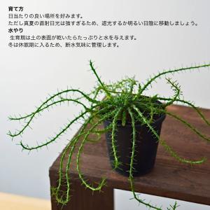 ユーフォルビア フラナガニー 3.5寸 レア ...の詳細画像2