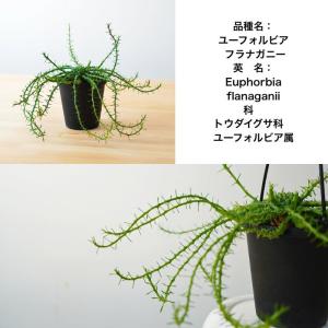 ユーフォルビア フラナガニー 3.5寸 レア ...の詳細画像3