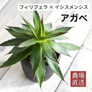 球根植物：ハエマンサス ネルソニー*葉幅16cm 現品！一品限り : 遊恵
