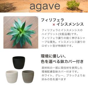 アガベ フィリフェラ × イシスメンシス 3....の詳細画像1