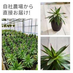 アガベ フィリフェラ × イシスメンシス 3....の詳細画像2