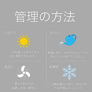 アガベ フィリフェラ × イシスメンシス 3....の詳細画像3