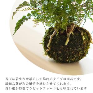 【産地直送】吊り 苔玉 シノブ 観葉植物 土植...の詳細画像1