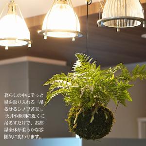 【産地直送】吊り 苔玉 シノブ 観葉植物 土植...の詳細画像2
