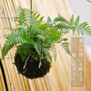 【産地直送】吊り 苔玉 シノブ 観葉植物 土植...の詳細画像3
