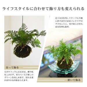 【産地直送】吊り 苔玉 シノブ 観葉植物 土植...の詳細画像4