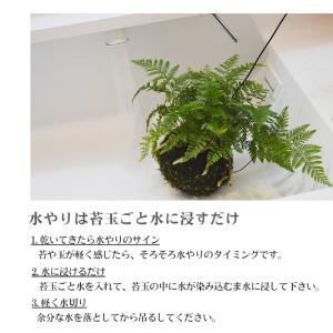 【産地直送】吊り 苔玉 シノブ 観葉植物 土植...の詳細画像5