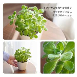 アロマティカス キューバ オレガノ 土植え 3...の詳細画像1