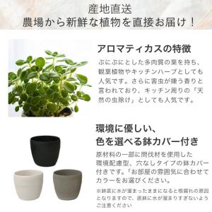 アロマティカス キューバ オレガノ 土植え 3...の詳細画像2