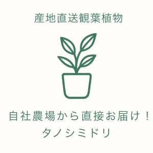 アロマティカス キューバ オレガノ 土植え 3...の詳細画像3