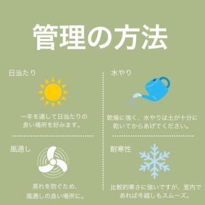 アロマティカス キューバ オレガノ 土植え 3...の詳細画像4