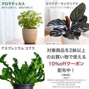 アロマティカス キューバ オレガノ 土植え 3...の詳細画像5