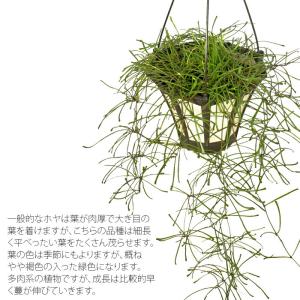 ホヤ レツーサ 5寸 吊り レア 観葉植物 土植えの詳細画像1