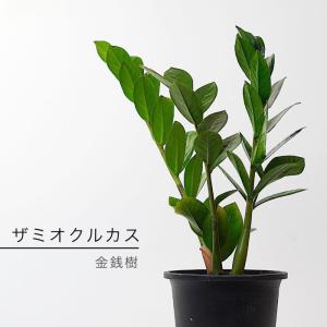 観葉植物：ドラセナ ゴールディアナ*ゴルディアーナ 5号 プラポット