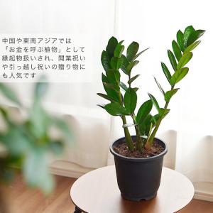 【産地直送】 ザミオクルカス 5号 観葉植物 ...の詳細画像1