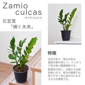 【産地直送】 ザミオクルカス 5号 観葉植物 ...の詳細画像2