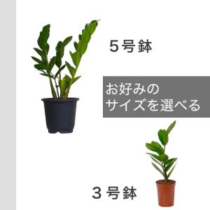 【産地直送】 ザミオクルカス 5号 観葉植物 ...の詳細画像3