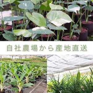モンステラ タイコンステレーション 3.5寸 ...の詳細画像1