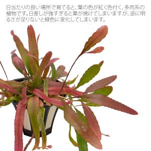 リプサリス ラムローサ 5寸 レア 観葉植物 ...の詳細画像1