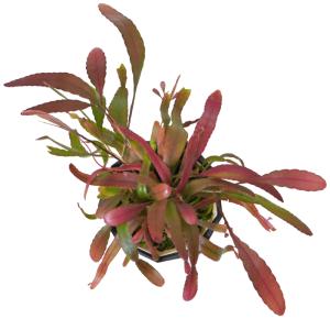 リプサリス ラムローサ 5寸 レア 観葉植物 ...の詳細画像2