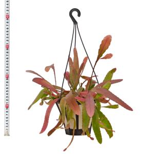 リプサリス ラムローサ 5寸 レア 観葉植物 ...の詳細画像3