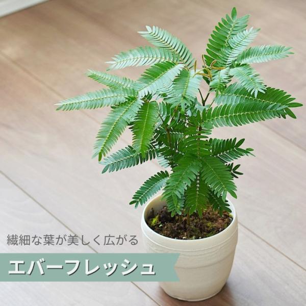 エバーフレッシュ 土植え 3.5号 鉢カバー 付き 観葉植物 苗 ネムノキ インテリアグリーン 小さ...