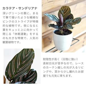 カラテア サンデリアナ 土植え 3.5号 鉢カ...の詳細画像1