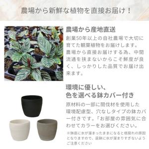 カラテア サンデリアナ 土植え 3.5号 鉢カ...の詳細画像2