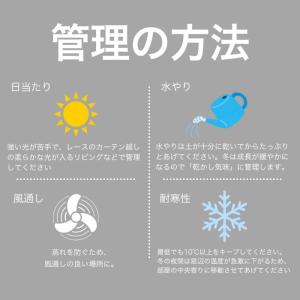 カラテア サンデリアナ 土植え 3.5号 鉢カ...の詳細画像4