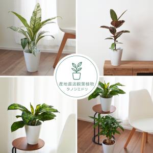 【産地直送】 選べる 観葉植物 パキラ モンス...の詳細画像1