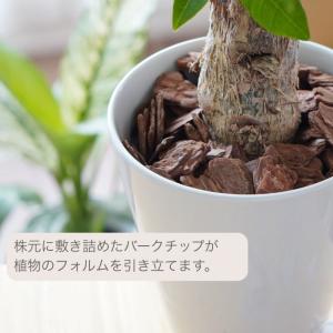 【産地直送】 選べる 観葉植物 パキラ モンス...の詳細画像3