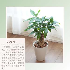 【産地直送】 選べる 観葉植物 パキラ モンス...の詳細画像5
