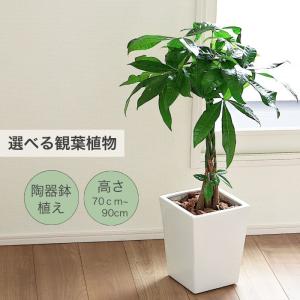 観葉植物 【パキラ コーヒーの木 テーブルヤシ】 産地直送 白 陶器鉢植え 7号 土植え 本物 贈り物 プレゼント ギフト インテリア