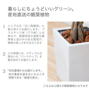 観葉植物 【パキラ コーヒーの木 テーブルヤシ...の詳細画像1