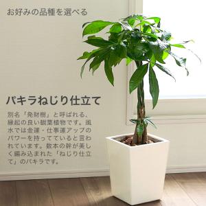 観葉植物 【パキラ コーヒーの木 テーブルヤシ...の詳細画像2