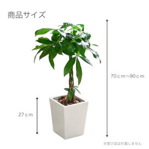 観葉植物 【パキラ コーヒーの木 テーブルヤシ...の詳細画像4