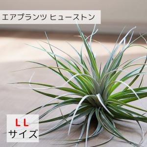 エアプランツ ヒューストン チランジア LLサイズ Ｍサイズ