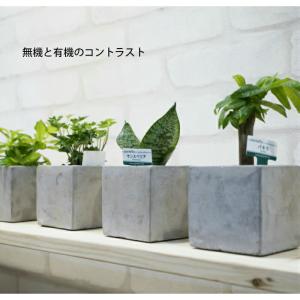 【器】 クールキューブS 観葉植物 ハイドロカ...の詳細画像1
