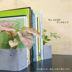 【器】 クールキューブS 観葉植物 ハイドロカ...の詳細画像2