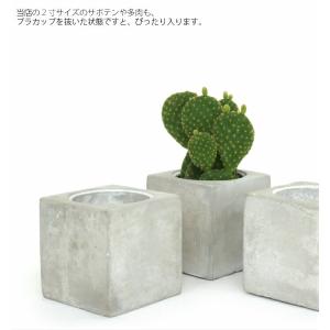 【器】 クールキューブS 観葉植物 ハイドロカ...の詳細画像3